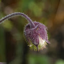 Water Avens, Bach-Nelkenwurz
