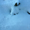 Creeping juniper