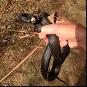 Southern Black Racer