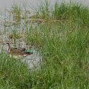 Pheasant-tailed Jacana