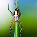 Garden Spider
