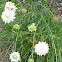 Scabiosa