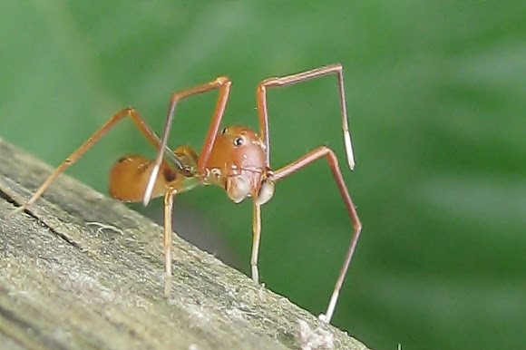 Spotting Image 1