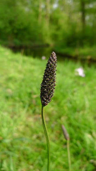 Spotting Image 1
