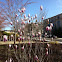 Japanese Magnolia or Flowering Tulip magnolia Tree (early buds)
