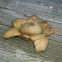 Earth star fungus
