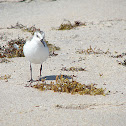Sandpiper