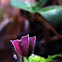 oxalis 
