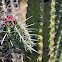 Pitayo (Pitaya Cactus)