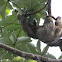 Brown-throated Sloth