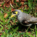 Noisy Miner Bird