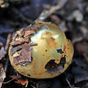 Fungi