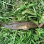 Round Goby