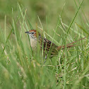 Cape Grassbird