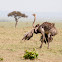 Ostrich