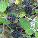 Dewberry
