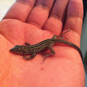 Tiger Whiptail