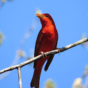 Summer Tanager