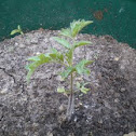 Sweet 100 Cherry Tomato