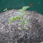 Sweet 100 Cherry Tomato
