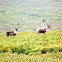 Caribou