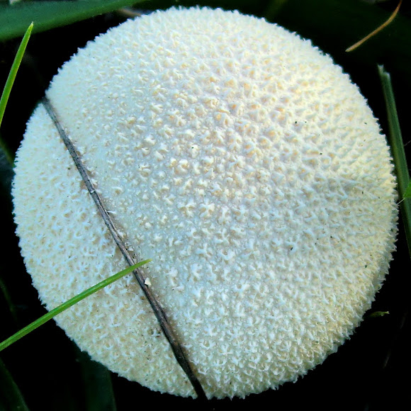 Spotting Image 1