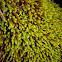 Moss