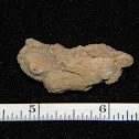 Brachiopod Fossil