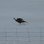 Wild Turkey