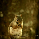 American Red Squirrel