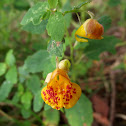Jewelweed, Spotted Touch-Me-Not