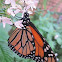 Monarch Butterfly