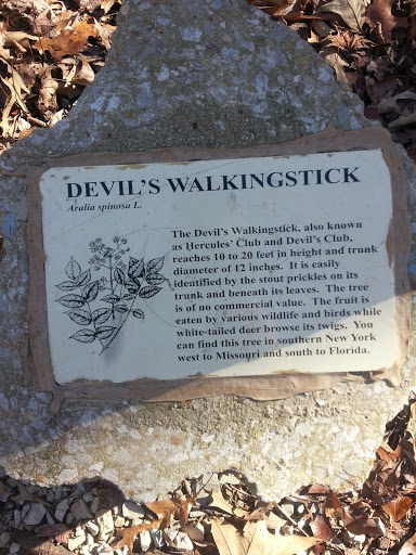 Devils Walking Stick