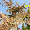 Lodgepole Pine