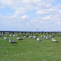 Seagulls