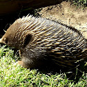 Echidna