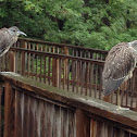 Yellow-Crowned Night Heron