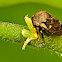 Treehopper