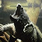 Alligator Snapping Turtle