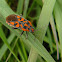 Ground bug