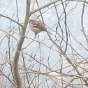 House Sparrow