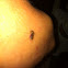 Mosquito