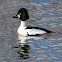 Common Goldeneye