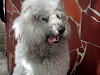 Peluqueria Canina