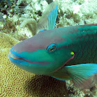 Stoplight Parrotfish