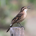 Cipo Cinclodes