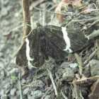 White-Striped Black Moth