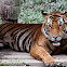 Malayan Tiger