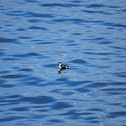 Marbled Murrelet