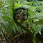 Fern